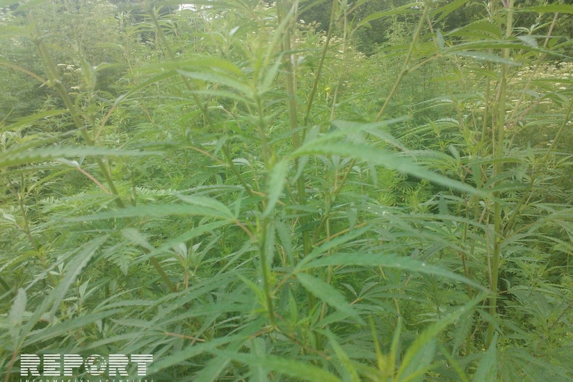 Zaqatalada 750 kq narkotik tərkibli bitki məhv edilib