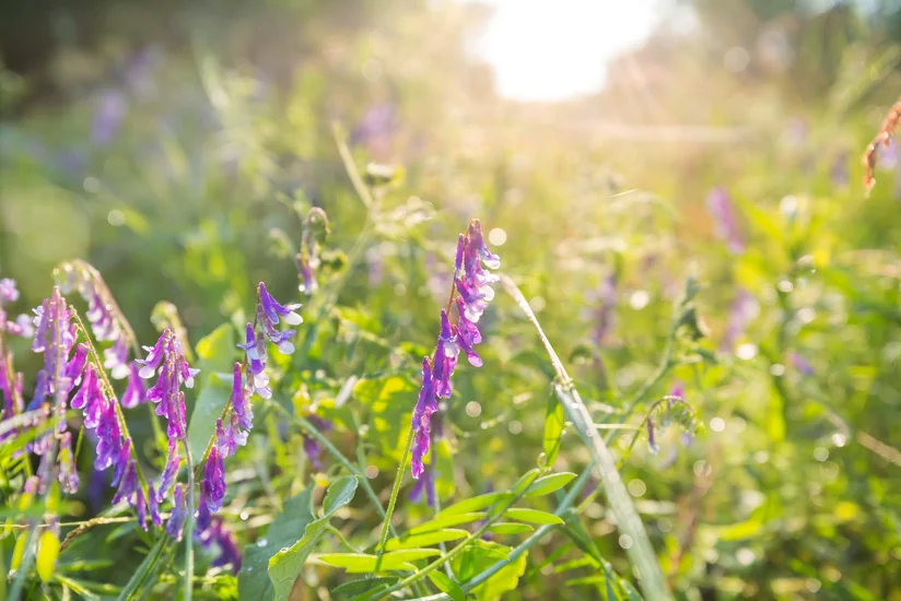 Sabah Bakıda 32, rayonlarda 36 dərəcə isti olacaq