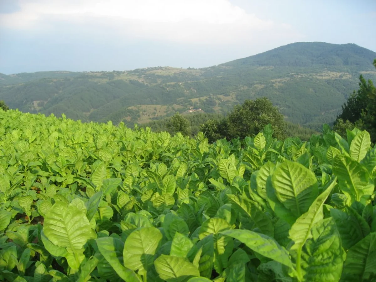 Азербайджан начал экспорт табака в ОАЭ и Бразилию