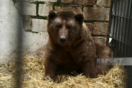 Altıağacda qonur ayılar peyvəndlənib