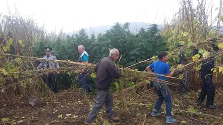 Gədəbəy sakinindən 2,5 tona yaxın narkotik bitki aşkarlanıb