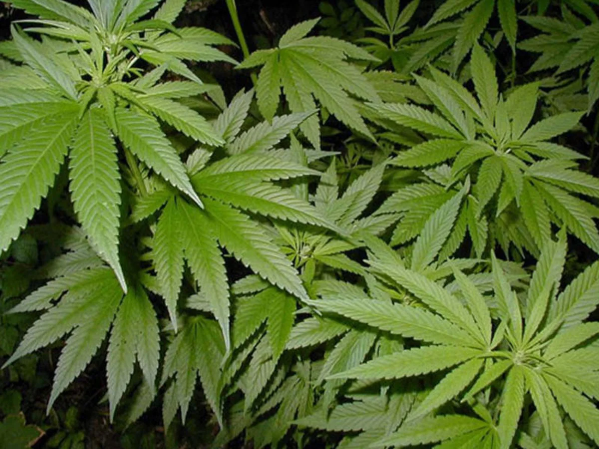 Astara sakininin həyətindən 26 ədəd çətənə kolu aşkarlanıb