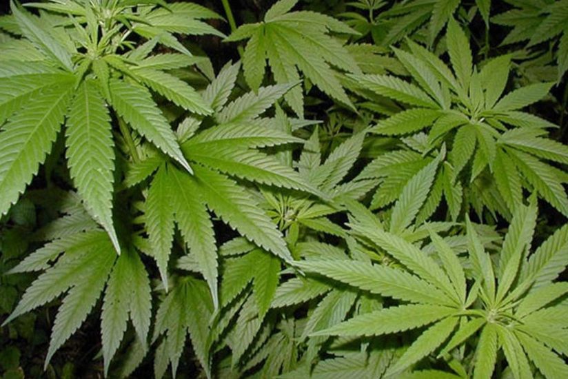 Astara sakininin həyətindən 26 ədəd çətənə kolu aşkarlanıb