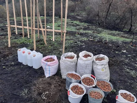 Meşə fondu torpaqlarında 23 mindən çox ağac əkilib