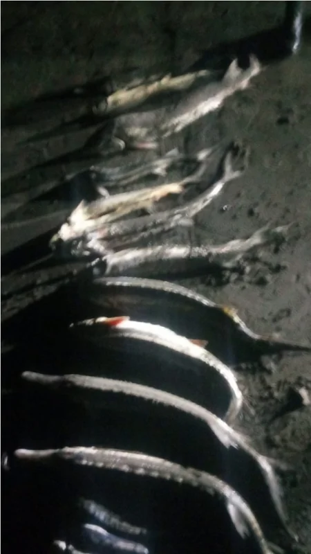 Qanunsuz balıq ovladıqlarına görə 20 nəfər saxlanılıb