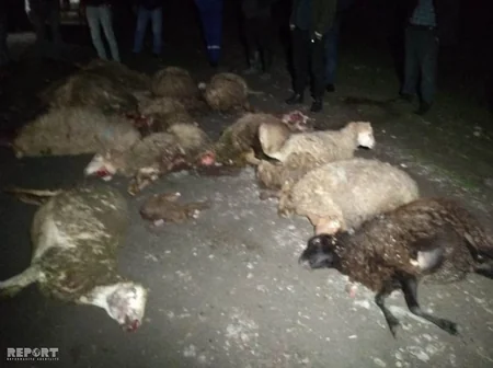 Bərdədə maşın qoyun sürüsünü vurub, 15 baş heyvan tələf olub - FOTO