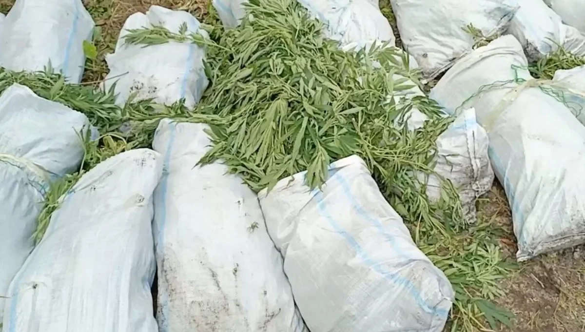 Polis Xaçmazda silsilə əməliyyatlar keçirib,  379 kiloqram çətənə kolu aşkarlanıb