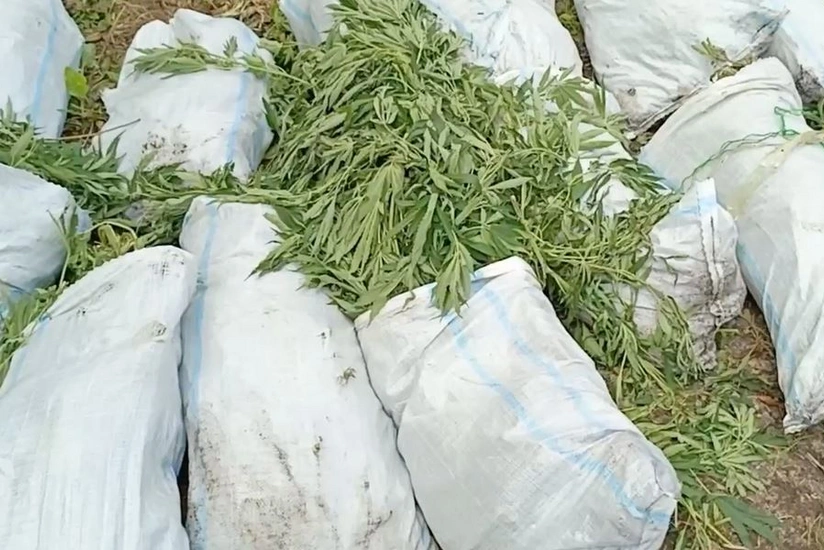 Polis Xaçmazda silsilə əməliyyatlar keçirib,  379 kiloqram çətənə kolu aşkarlanıb