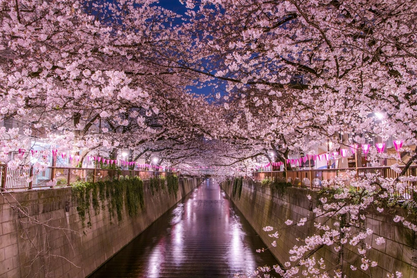 В Токио начался сезон цветения сакуры