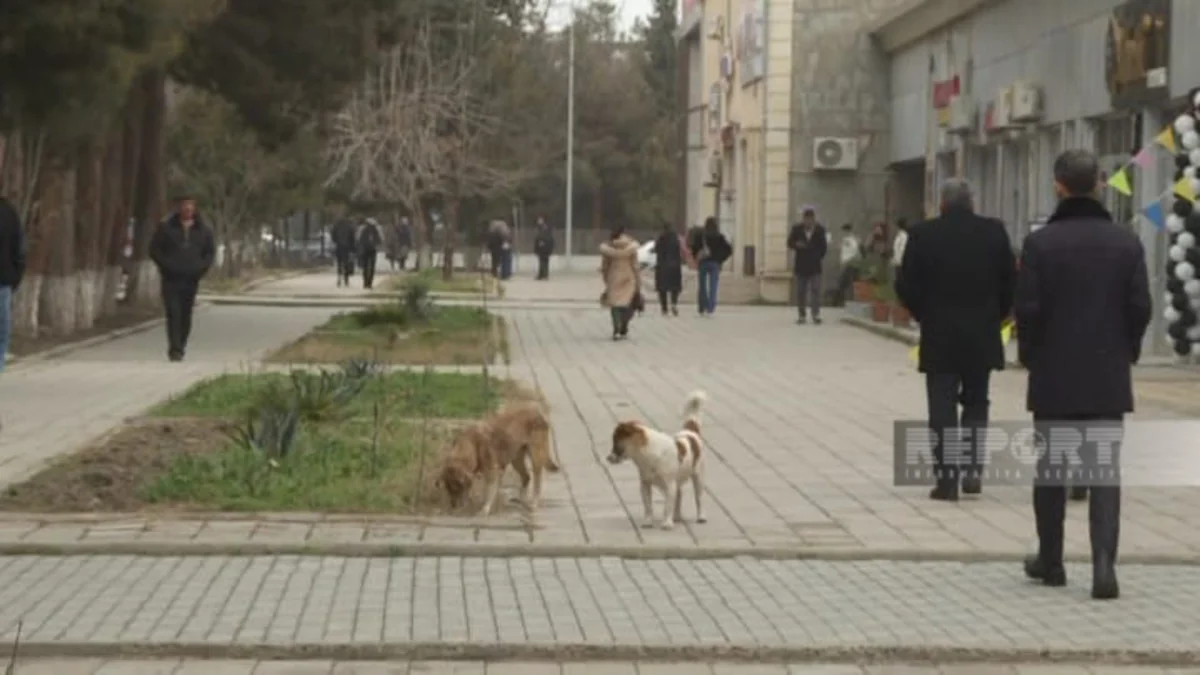 Ötən il Şirvanda 1422 nəfəri it dişləyib, onlardan 218-i uşaqdır