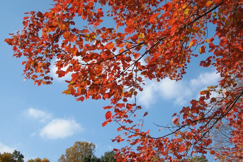 Weather forecast in Azerbaijan for tomorrow announced