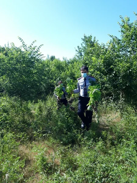 Azərbaycanda 2 hektar sahədə 1 ton narkotik bitki aşkarlandı - VİDEO