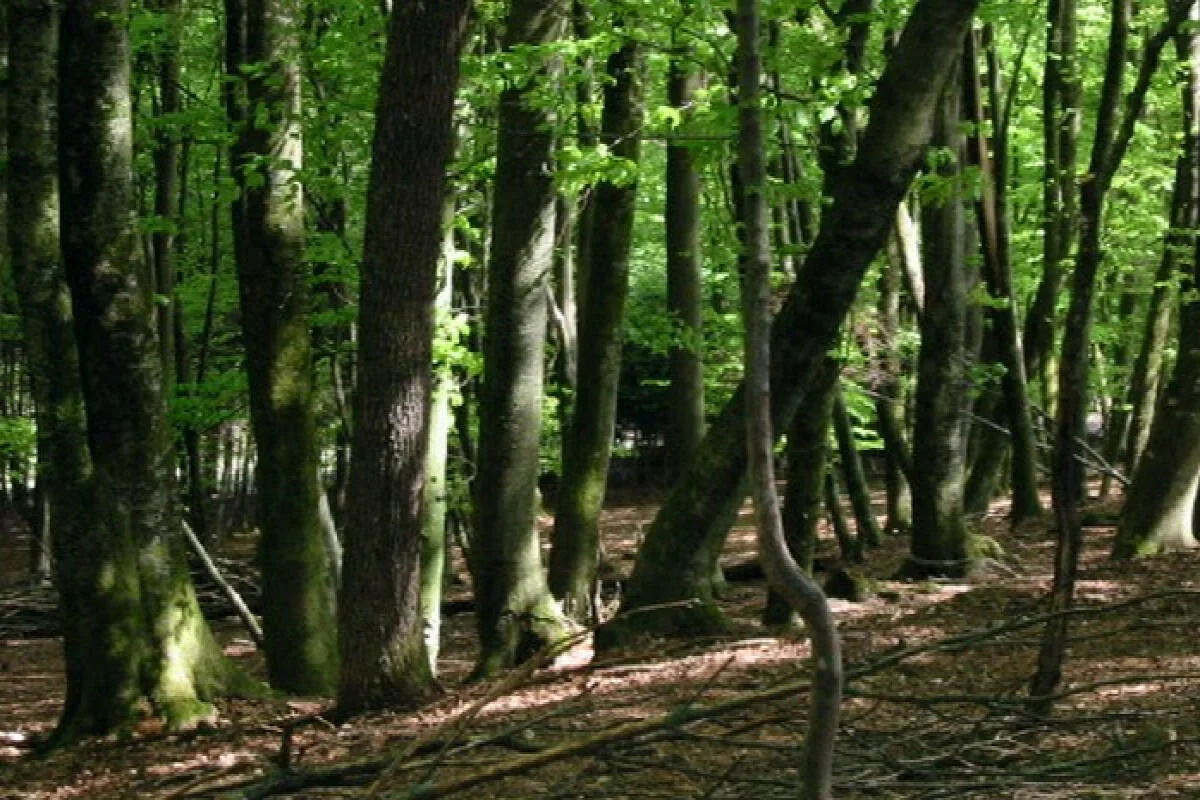 Azərbaycanda meşə təsərrüfatı xərcləri 29 % artırılır