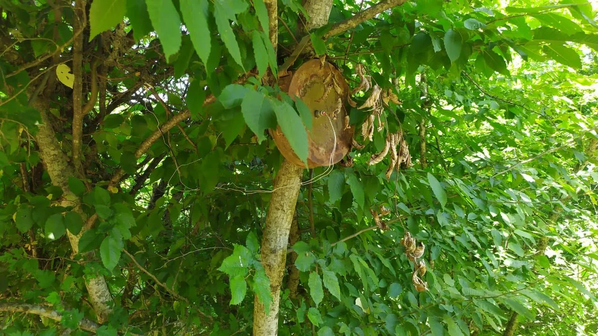 Армяне установили мины на деревьях - ФОТО