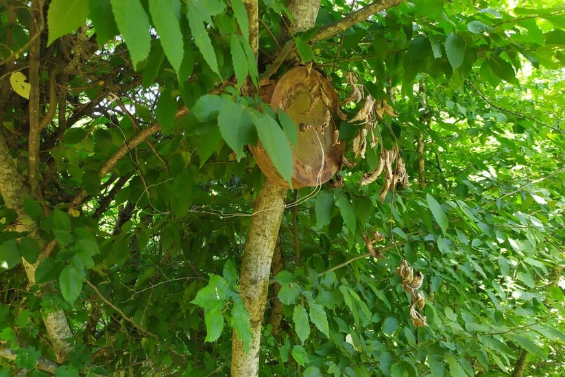 Армяне установили мины на деревьях - ФОТО