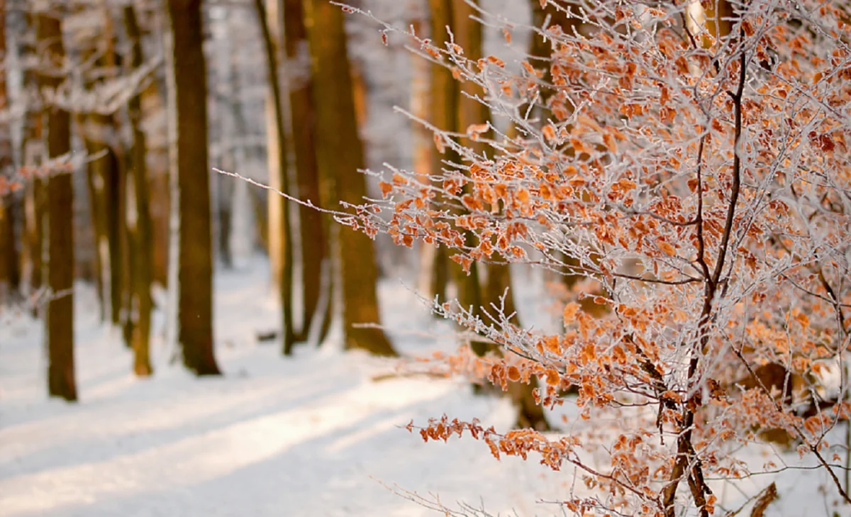 Объявлен прогноз погоды в Азербайджане на январь