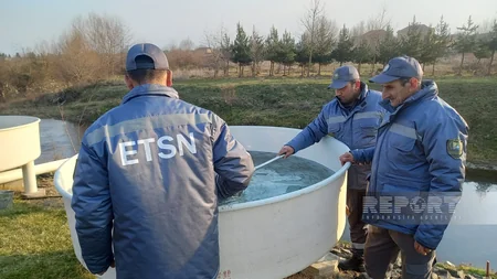 Masallıda Viləş çayına 87 min balıq körpəsi buraxılıb