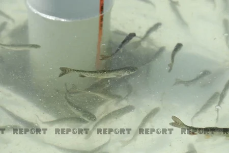 Diplomats, international experts release trouts into Hakari River