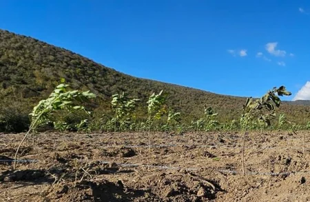 Azad edilmiş ərazilərdə 46 hektar sahədə ağac əkilib, 3150 kq toxum səpilib