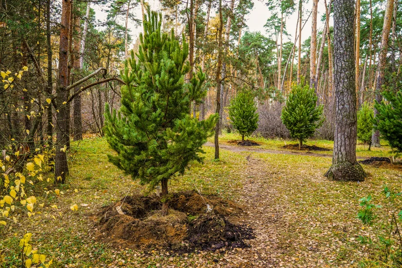Лидеры саммита G20 договорились высадить триллион деревьев на Земле до 2030 года