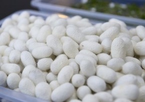 Cocoon growing season starts in Azerbaijan