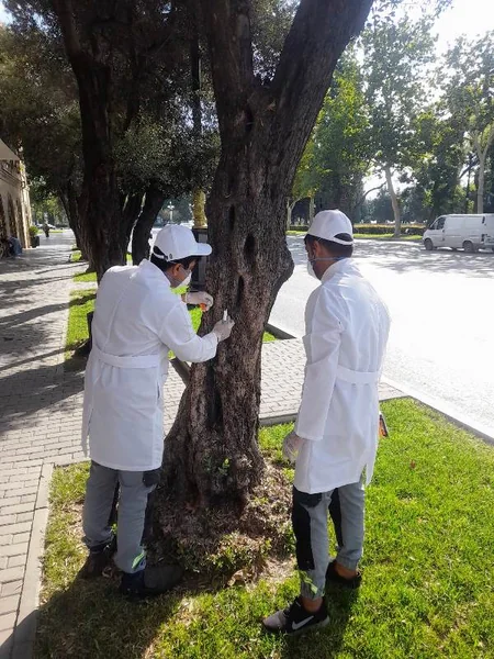 Bakının müxtəlif ərazilərindəki zeytun ağaclarında naməlum bakterial xəstəlik aşkarlanıb