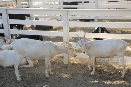 130 kq çəki, günə 6 litrə qədər süd - Laçındakı müasir keçi fermasından - REPORTAJ