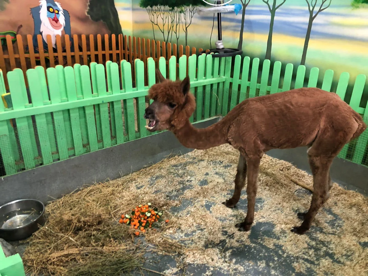 Zoobulvarda saxlanılan alpaka ilə bağlı araşdırma başlanıb