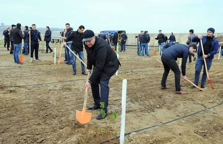 Nazirlər Kabineti Aparatının əməkdaşları ağac əkiblər
