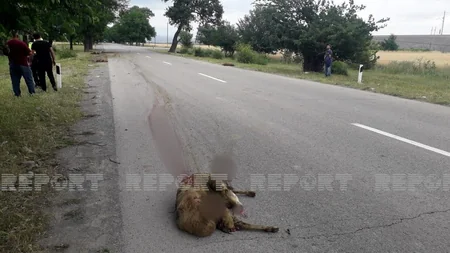 Qəbələdə avtomobillər qoyun sürüsünü vurub, heyvanlar tələf olub - YENİLƏNİB