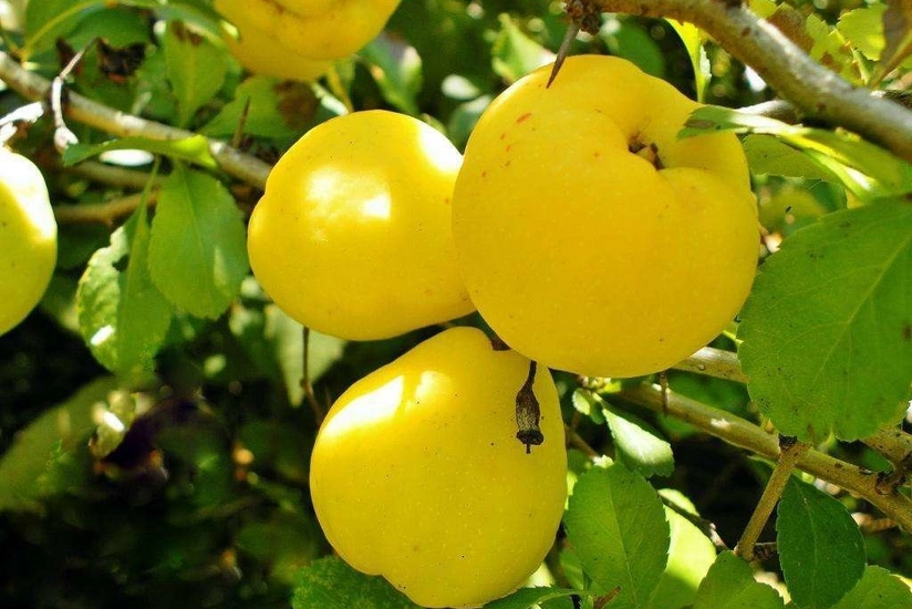 Azərbaycan Rumıniya və Moldovaya heyva tədarük etməyə başlayıb