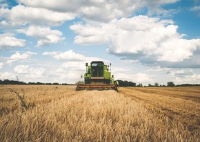 WB forecast: Azerbaijan's agriculture will grow by 1.5% this year