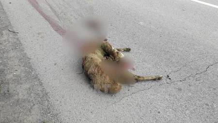 Qəbələdə avtomobillər qoyun sürüsünü vurub, heyvanlar tələf olub - YENİLƏNİB