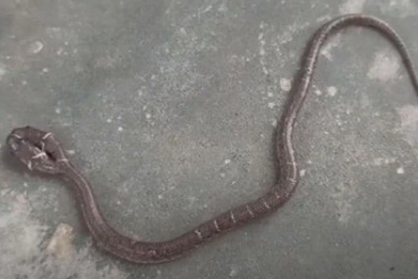 Обнаружена редкая двухголовая змея - ВИДЕО
