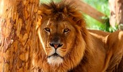 Antalyada şir zooparkdan qaçıb, bir nəfəri yaralayıb
