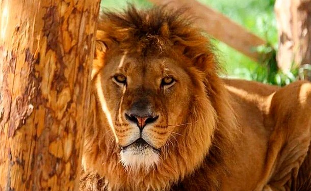 Antalyada şir zooparkdan qaçıb, bir nəfəri yaralayıb