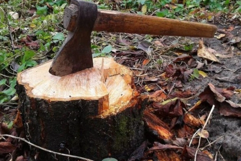 Lənkəran və İsmayıllıda ağacları qanunsuz kəsən şəxslər cərimələnib