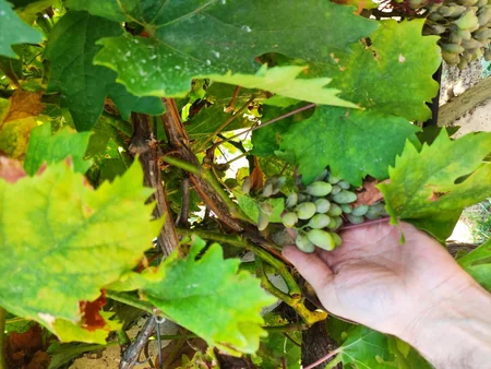 Aqrar Sığorta Fondu Şamaxıda dolu vuran üzüm bağına dəymiş zərəri hesablayır