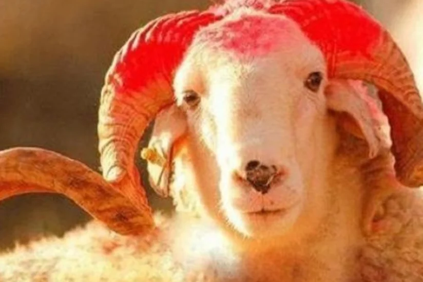 Türkiyədə qurban kəsərkən heyvanlara əziyyət verənlər cərimə olunacaq