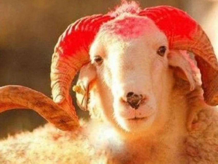 Türkiyədə qurban kəsərkən heyvanlara əziyyət verənlər cərimə olunacaq