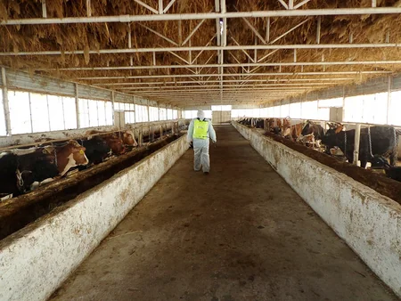 Masallıda heyvanlar arasında profilaktik peyvəndləmə tədbirləri aparılır