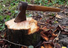Təbiətə 63 min manatdan çox ziyan vurulması ilə bağlı cinayət işi başlanıb