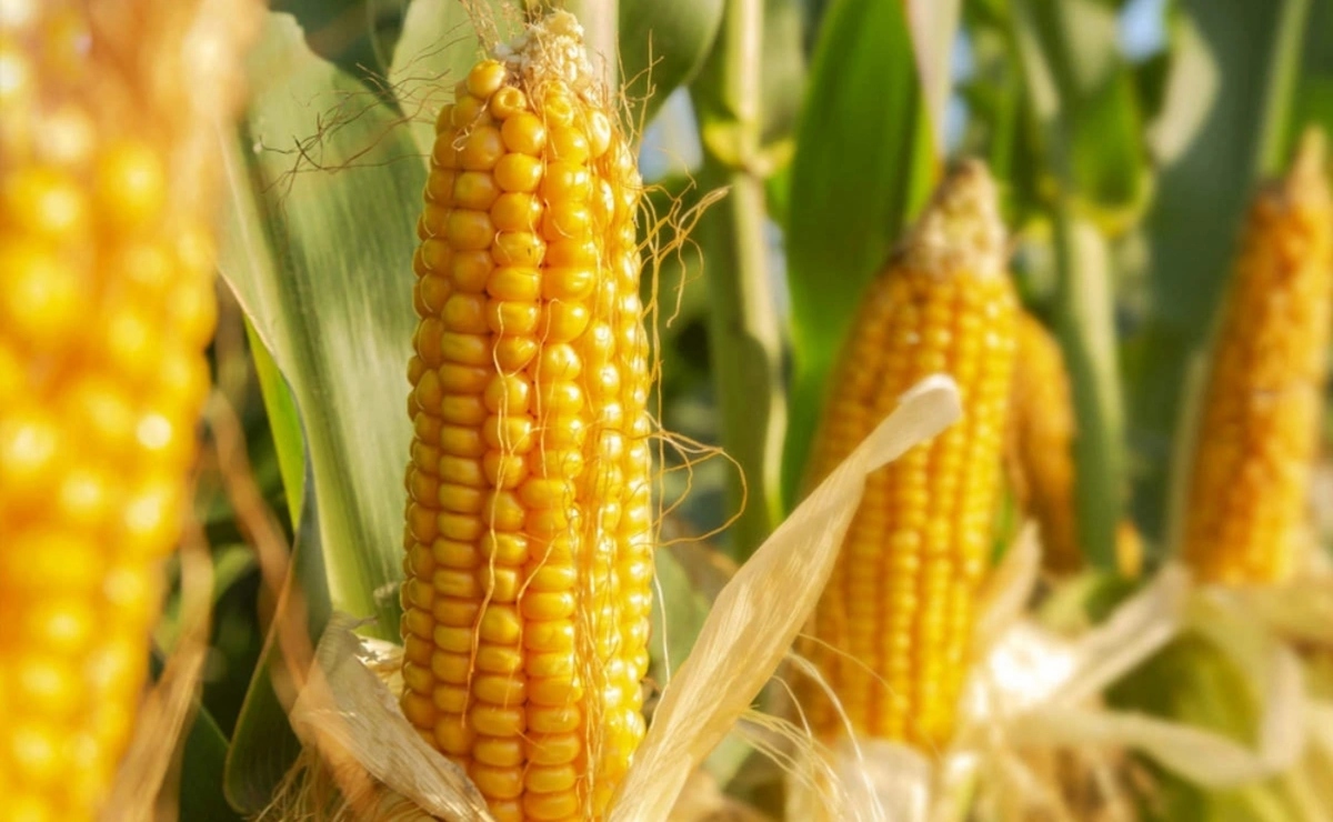 Cəlilabadda təkrar əkilən qarğıdalı sahələri bu il artırılıb 