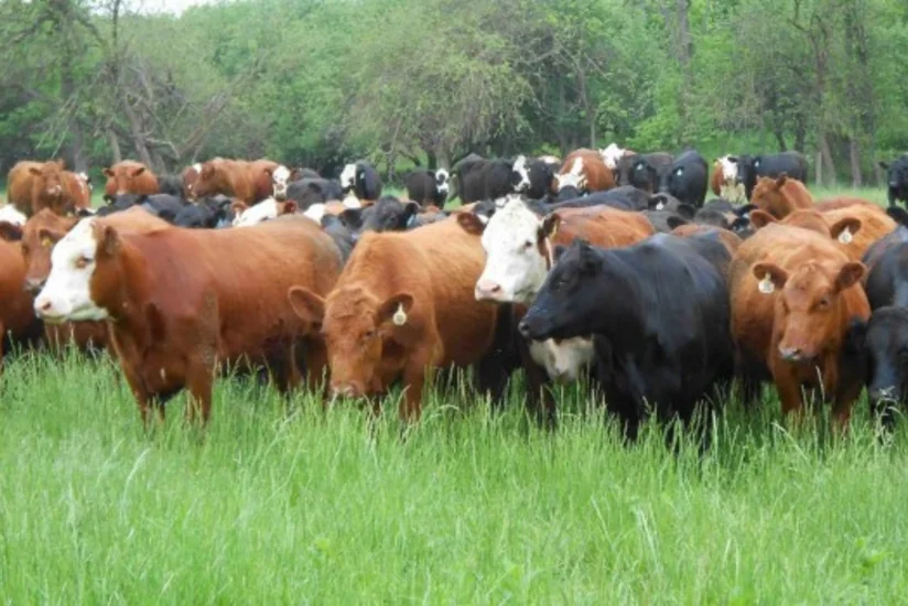 Azərbaycanda 5170 baş heyvanda nodulyar dermatit virus xəstəliyi aşkarlanıb