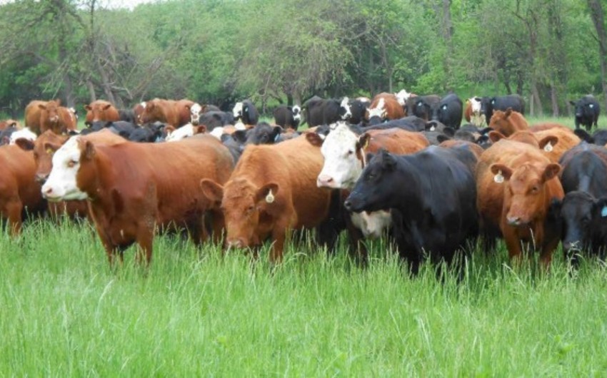 Azərbaycanda 5170 baş heyvanda nodulyar dermatit virus xəstəliyi aşkarlanıb