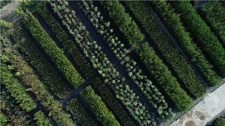 Azərbaycanda rekord sayda ağac əkiləcək