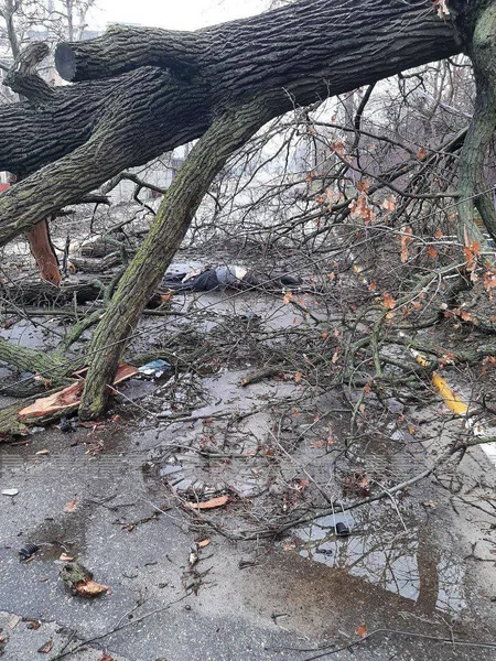 Photos from Ukraine's liberated Kyiv Region