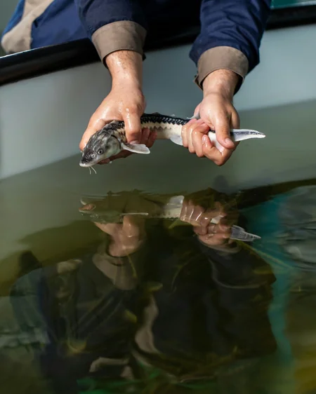 Azerbaijan Fish Farm LLC  вecomes world’s first BAP-сertified сaviar farm