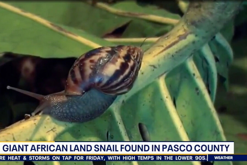 Florida county under quarantine after return of invasive African land snail