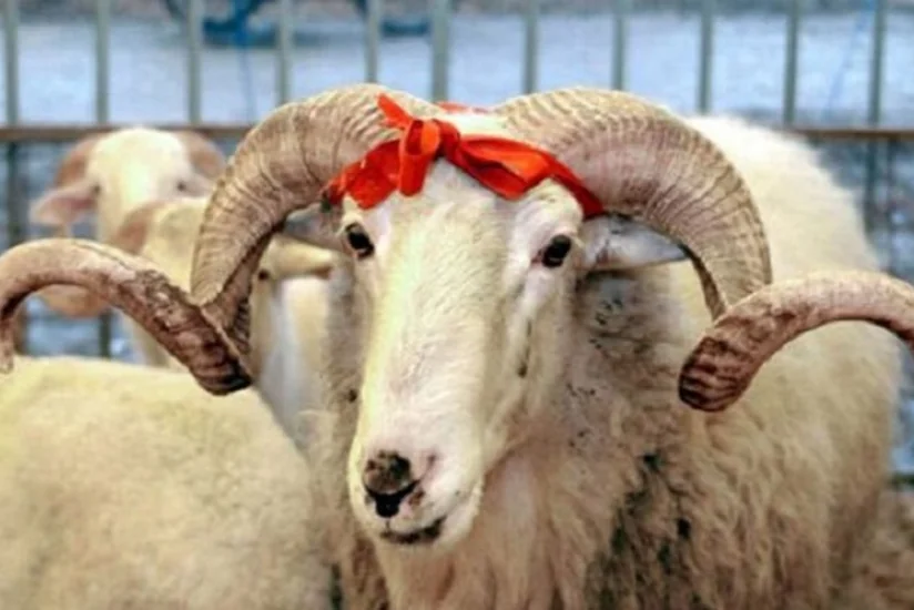 Mansur Piriyev: Qurban bayramında heyvan kəsimi ilə bağlı əvvəlki mənzərələrin şahidi olmayacağıq